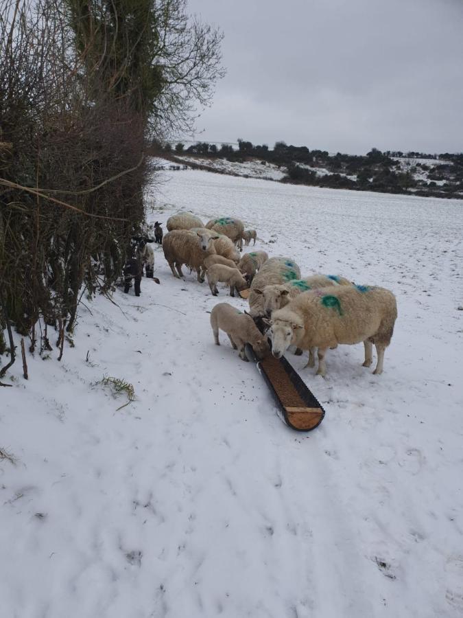 Claragh Cottage Cavan Buitenkant foto